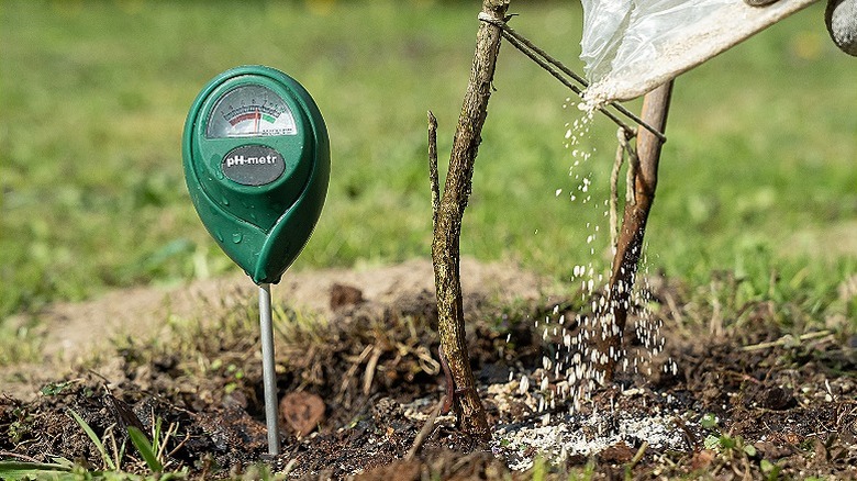 pH testing and adding fertilizer to a tree