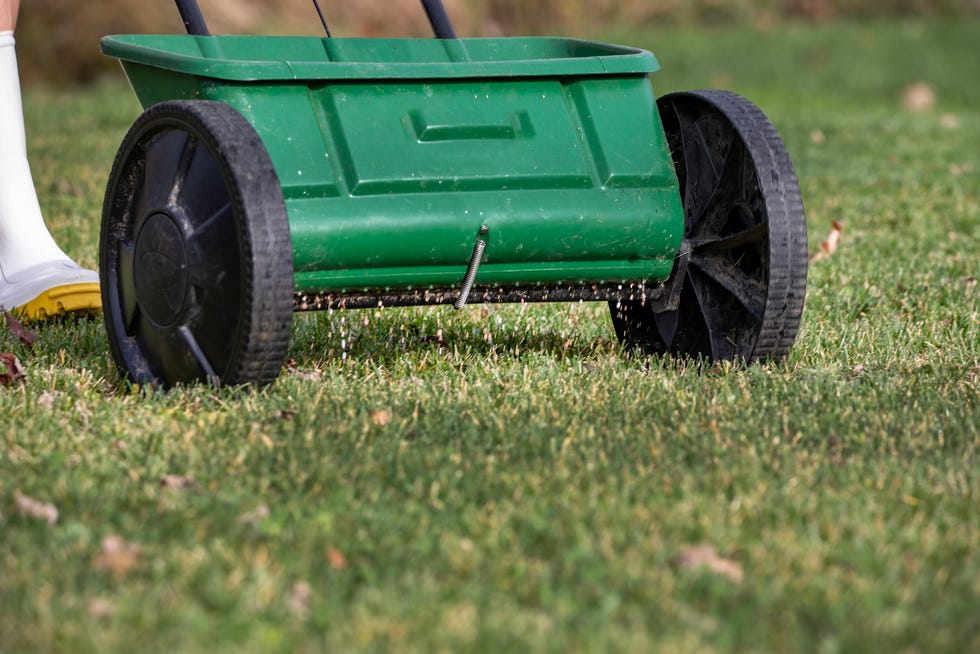 how to keep lawn green what to do to keep grass green