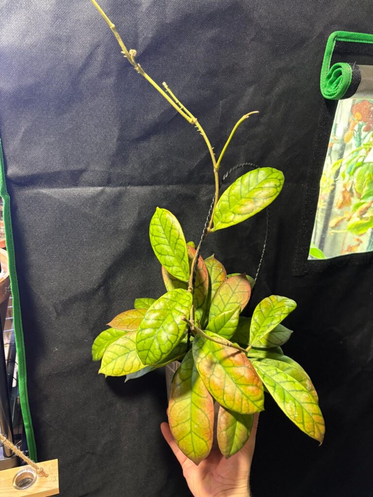 Let’s see your seed-grown Hoya