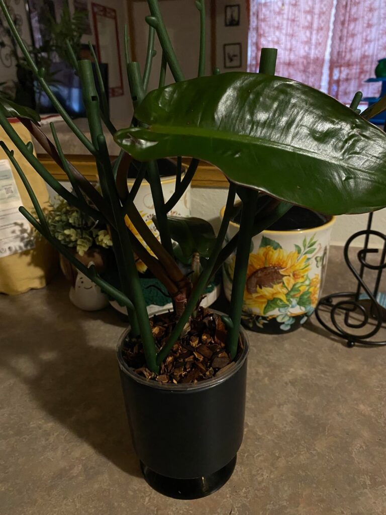 Pink Princess Philodendron Pink Princess Philodendron