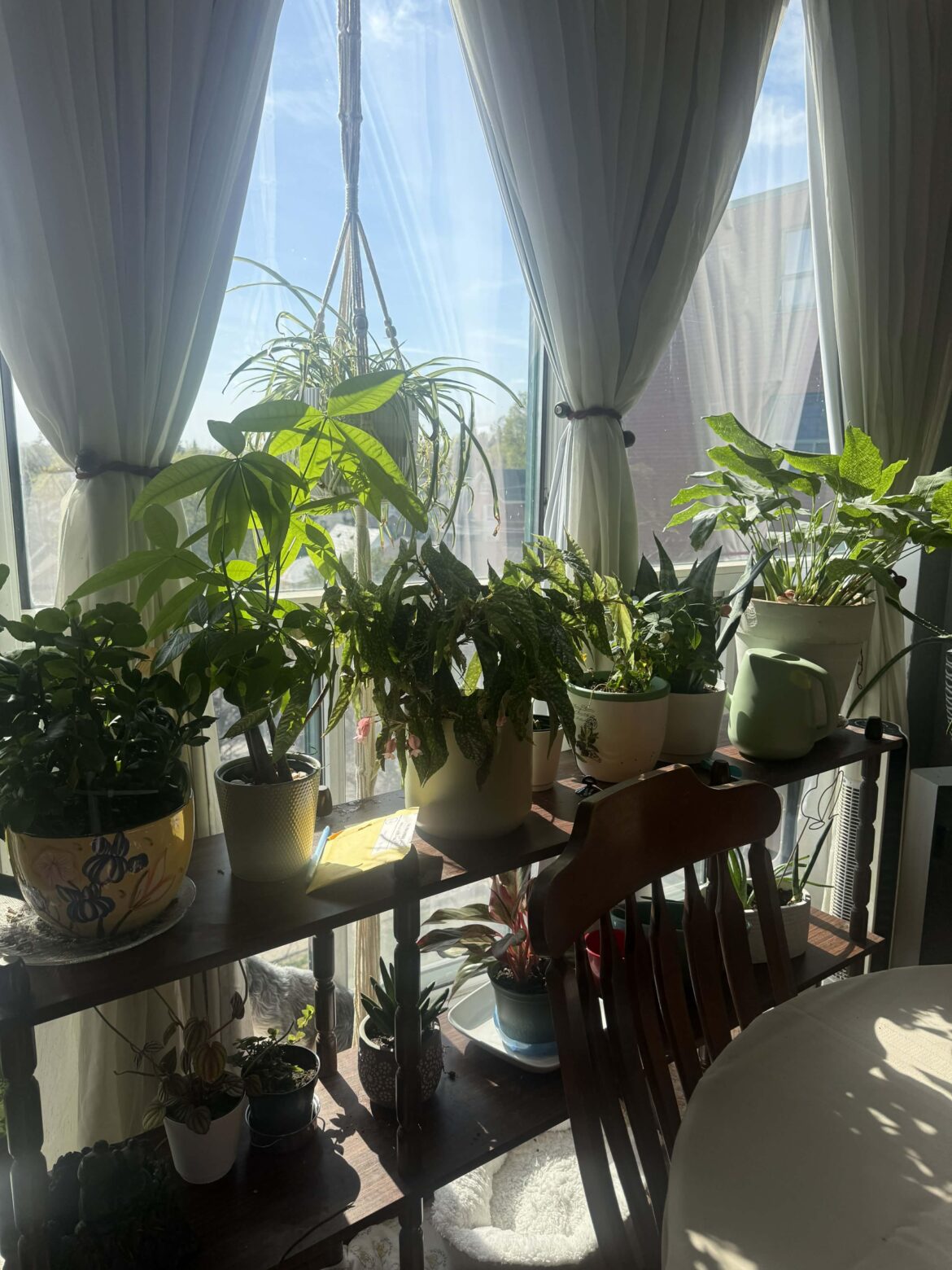 Since Covid, I've been buying my mom houseplants for her apartment. She's 71 now and so proud of her indoor garden.