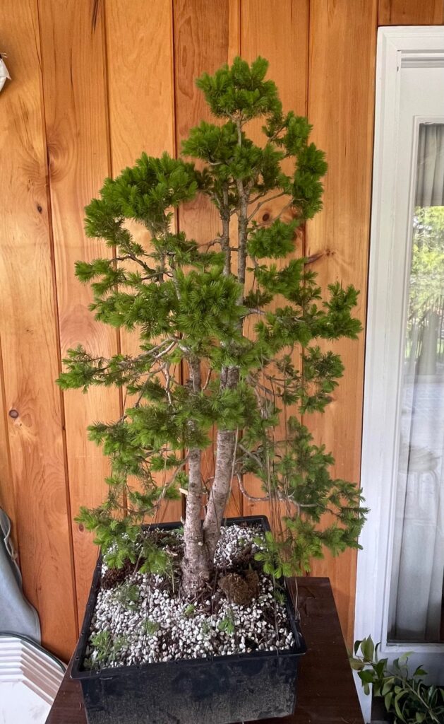 Dwarf Alberta Spruce progression Dwarf Alberta Spruce progression