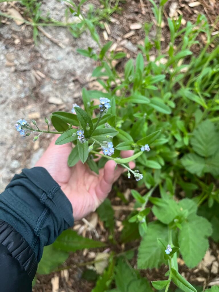 Plant with tiny blue flowers