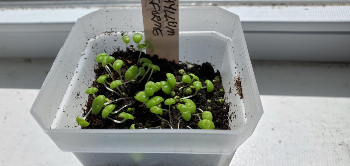 Rhombophyllum dolabriforme seedlings