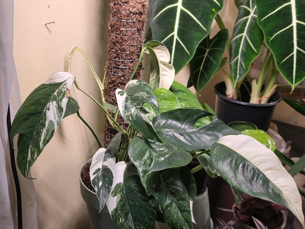Epipremnum albo Epipremnum albo