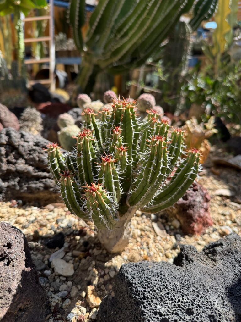 Euphorbia echinus