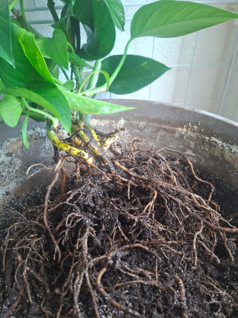 How to help my pothos? How to help my pothos?