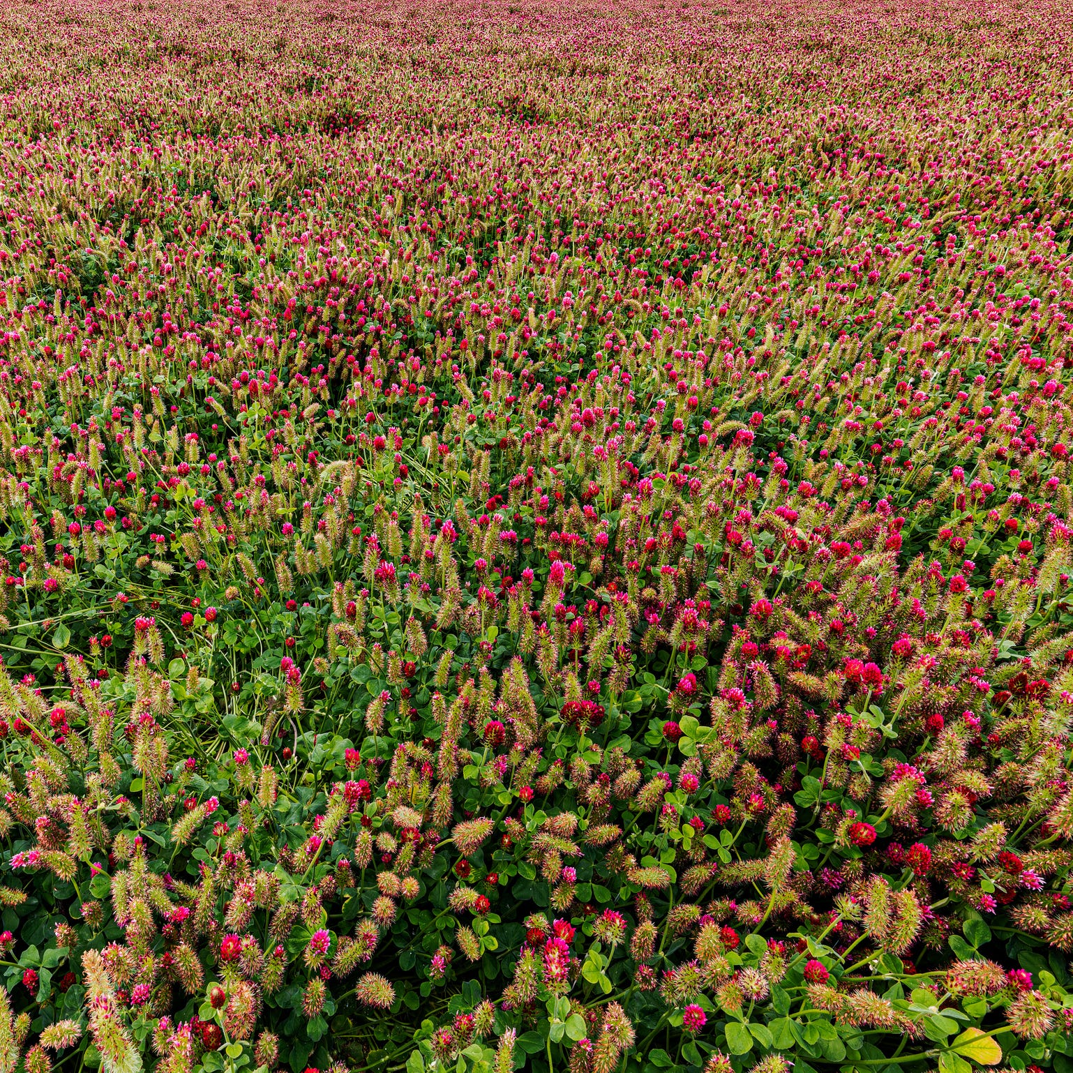 field of crimson clover