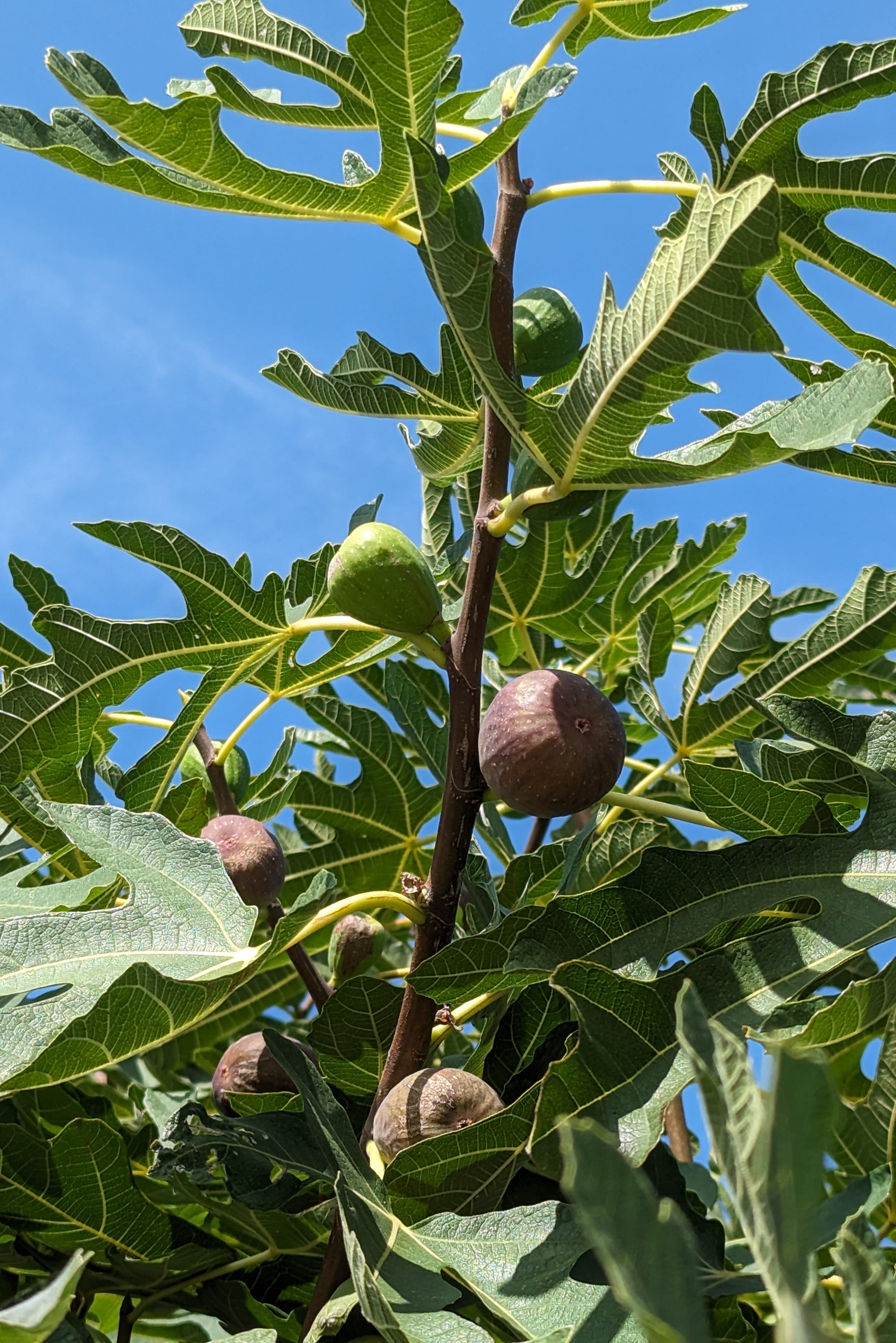 figs growing on the the fig tree, against blue sky