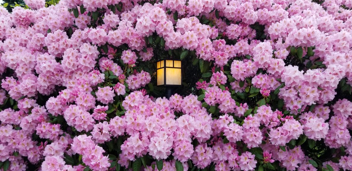 Big Rhododendron