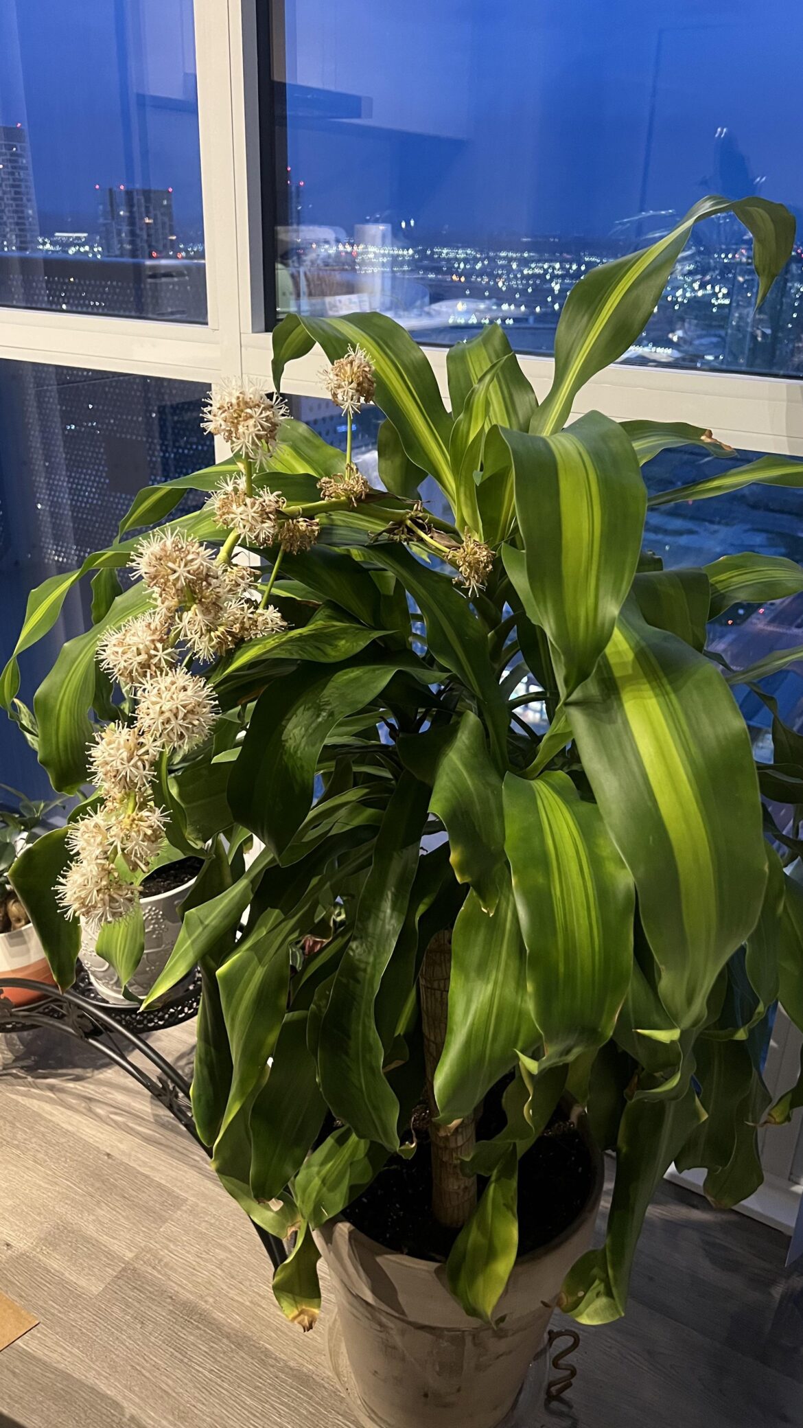 Came back from vacation to a blooming corn plant!