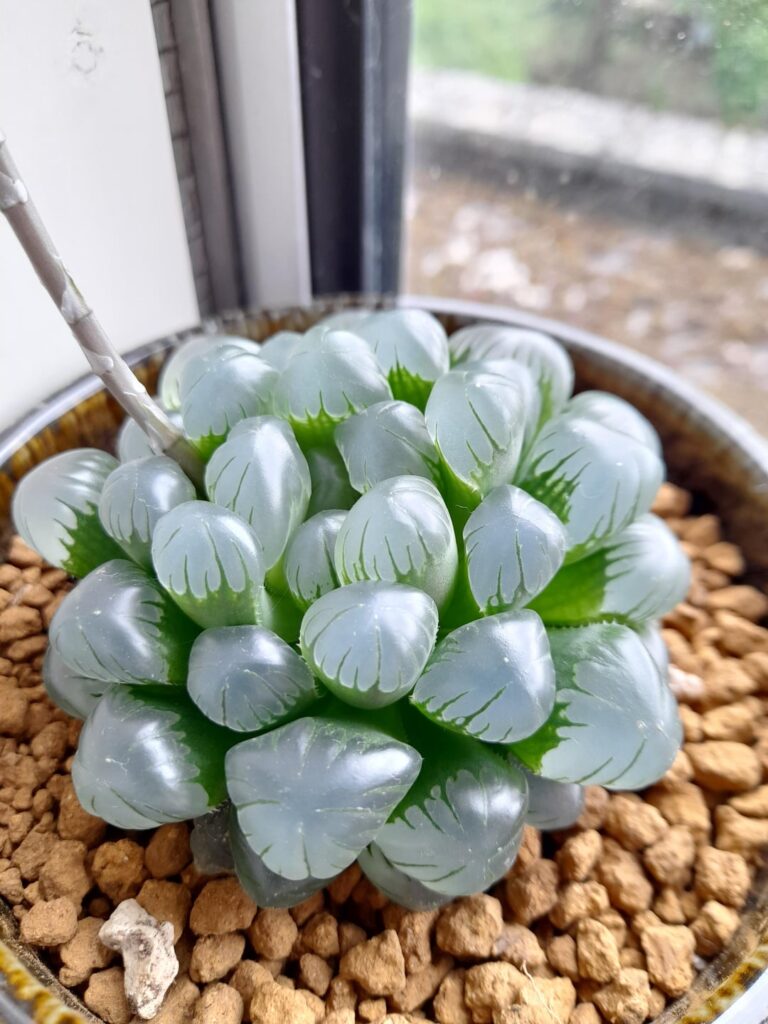 Could someone ID these for me please? :)