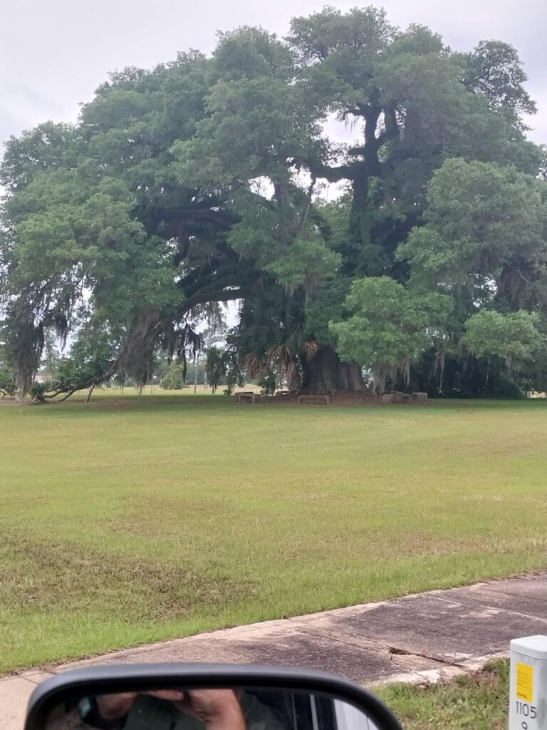 We're having a discussion at work right now, how old would you guess this Southern Live Oak is?