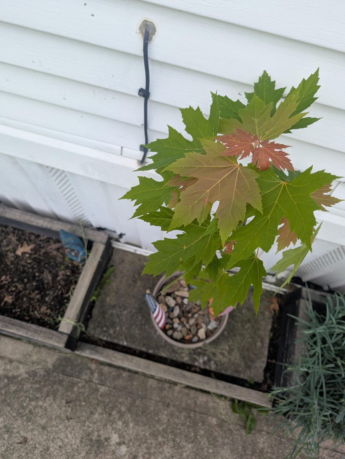 What do I do with this maple tree? What do I do with this maple tree?