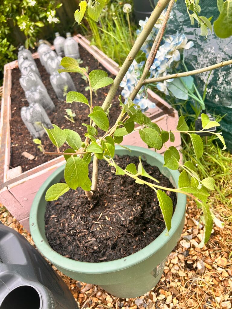 Need help identifying this tree(?)