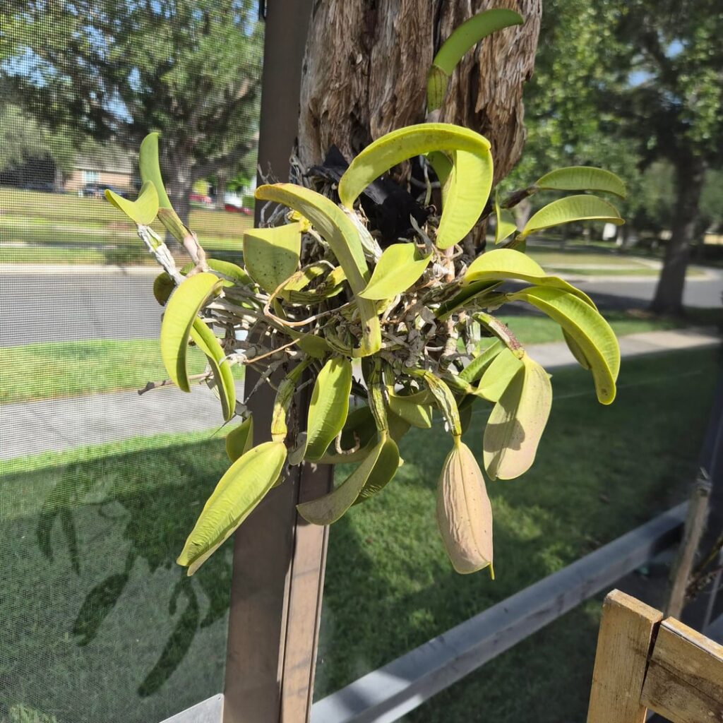 My most unsatisfying orchid…. My most unsatisfying orchid....