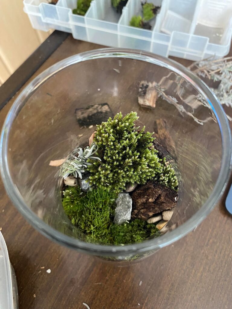 First attempt at a mossarium First attempt at a mossarium