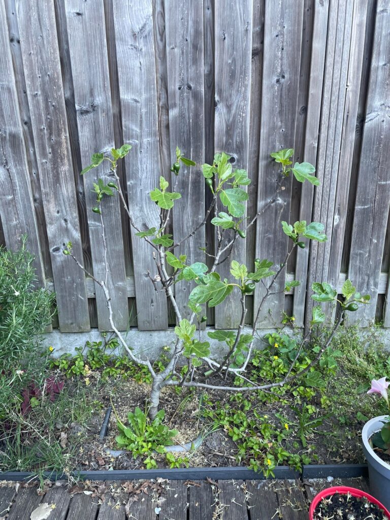 Brown turkey fig