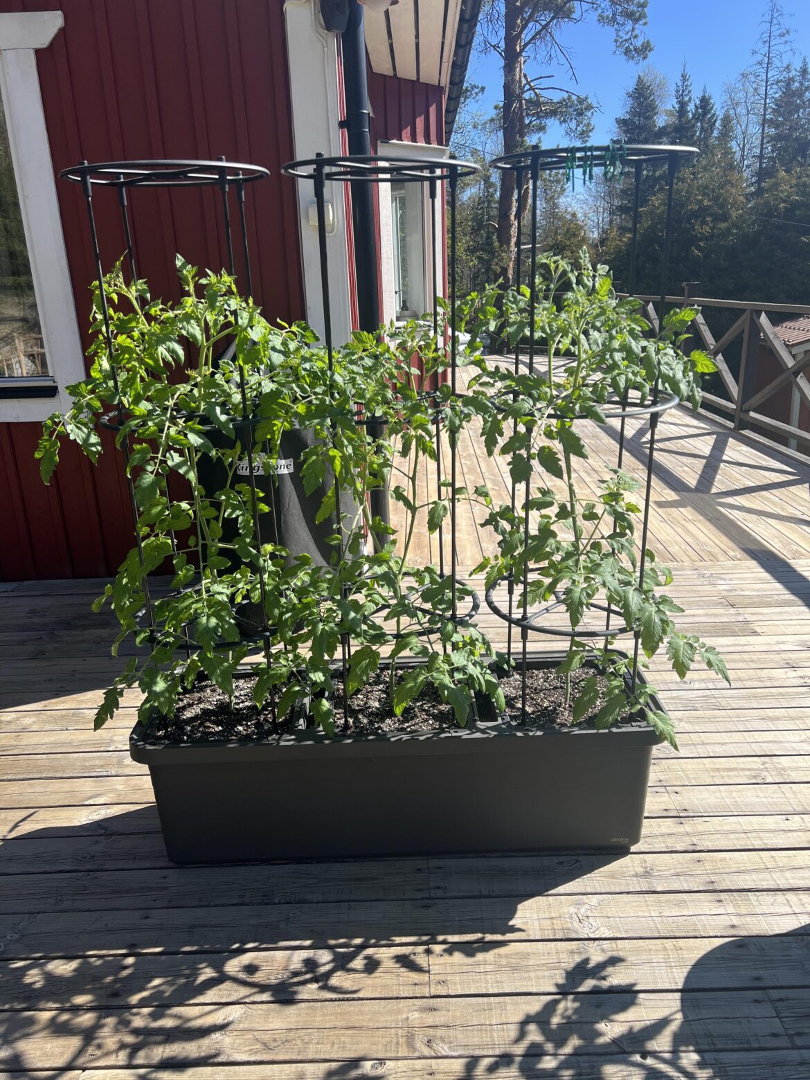 First time grower ( cherry tomatoes ) First time grower ( cherry tomatoes )
