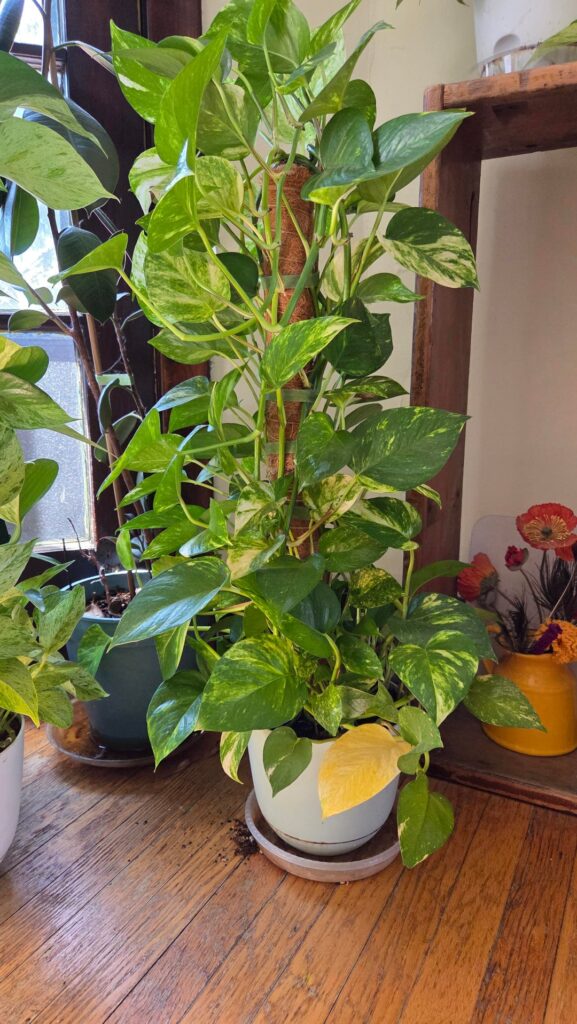 Experimenting with my pothos Experimenting with my pothos