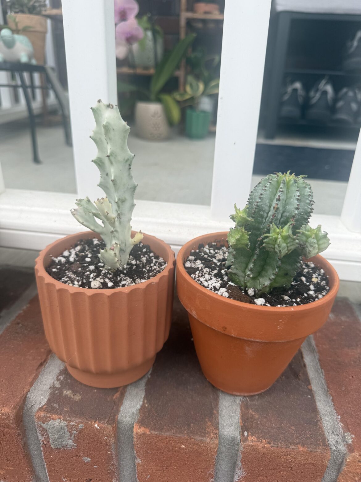 Can someone tell me about these two?