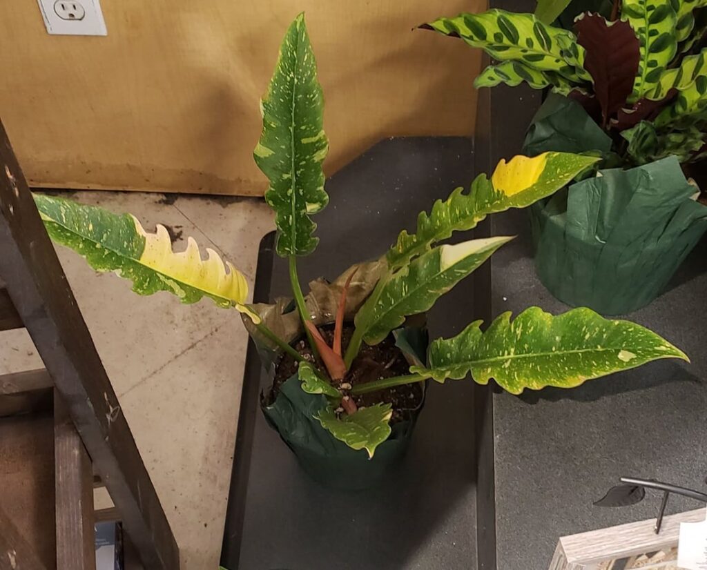 I need help!