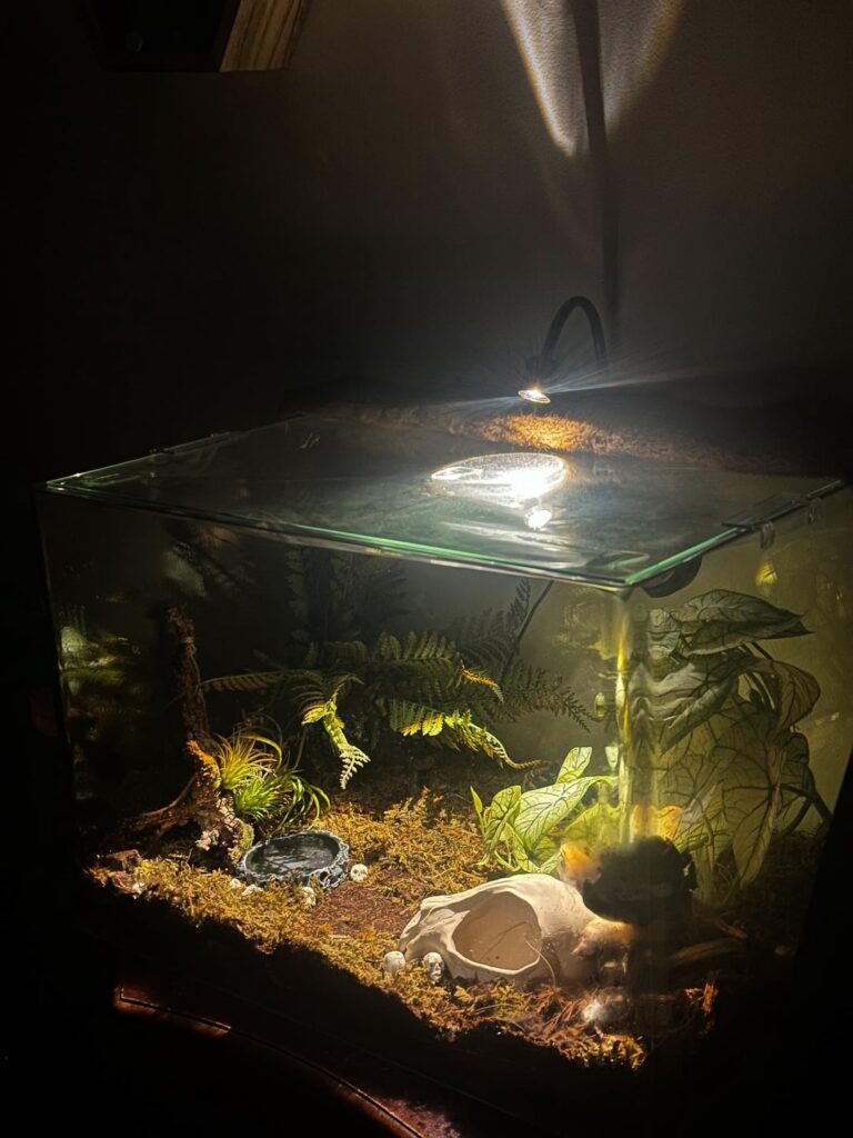 My snake house is ready