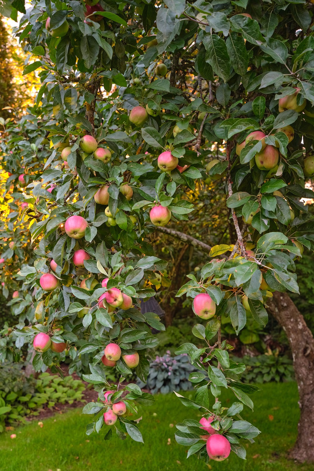 fresh apples