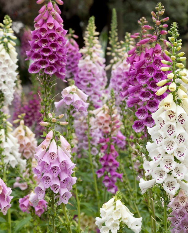 old fashioned flowers foxglove