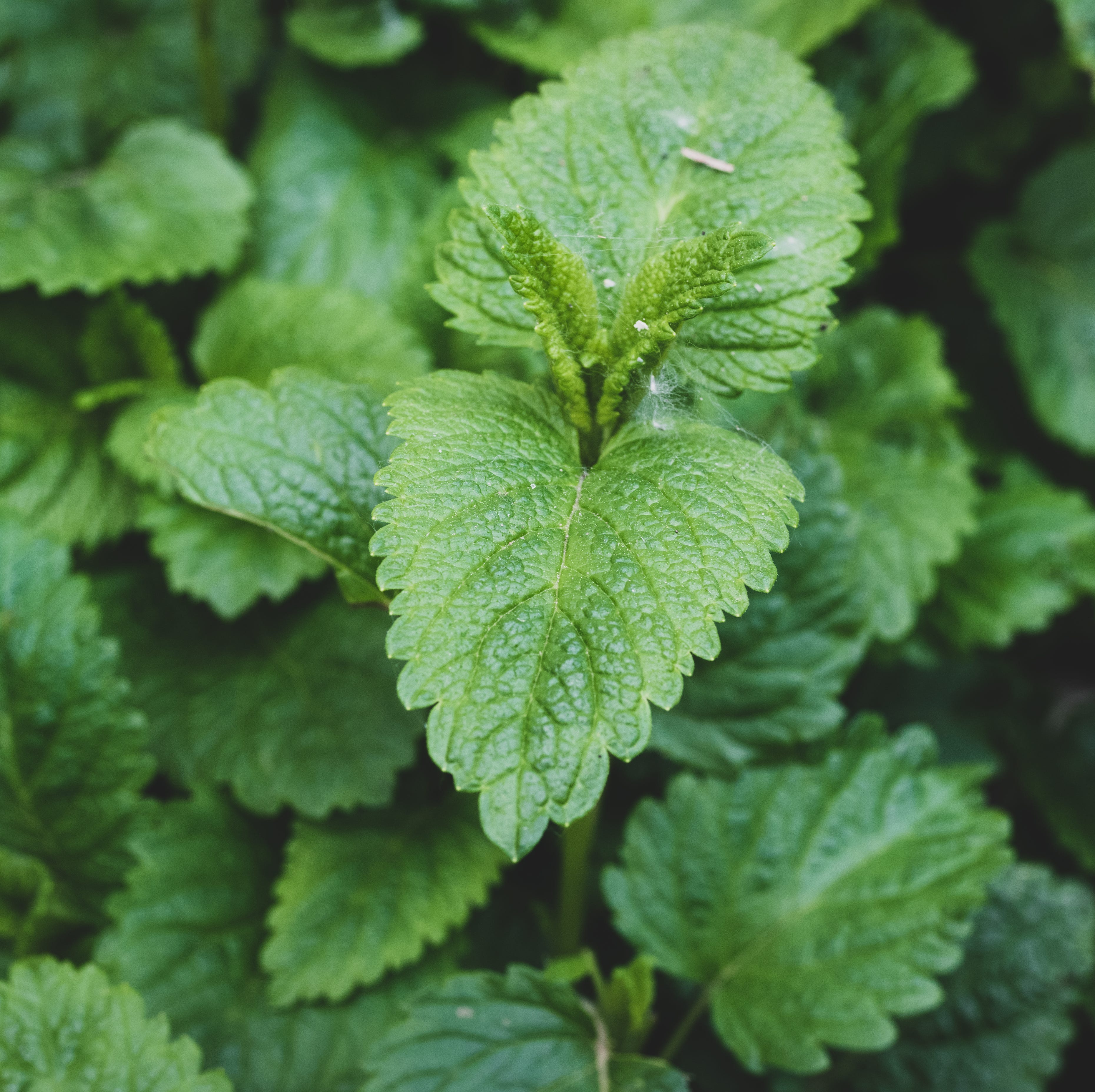fresh lemon balm (melissa officinalis)