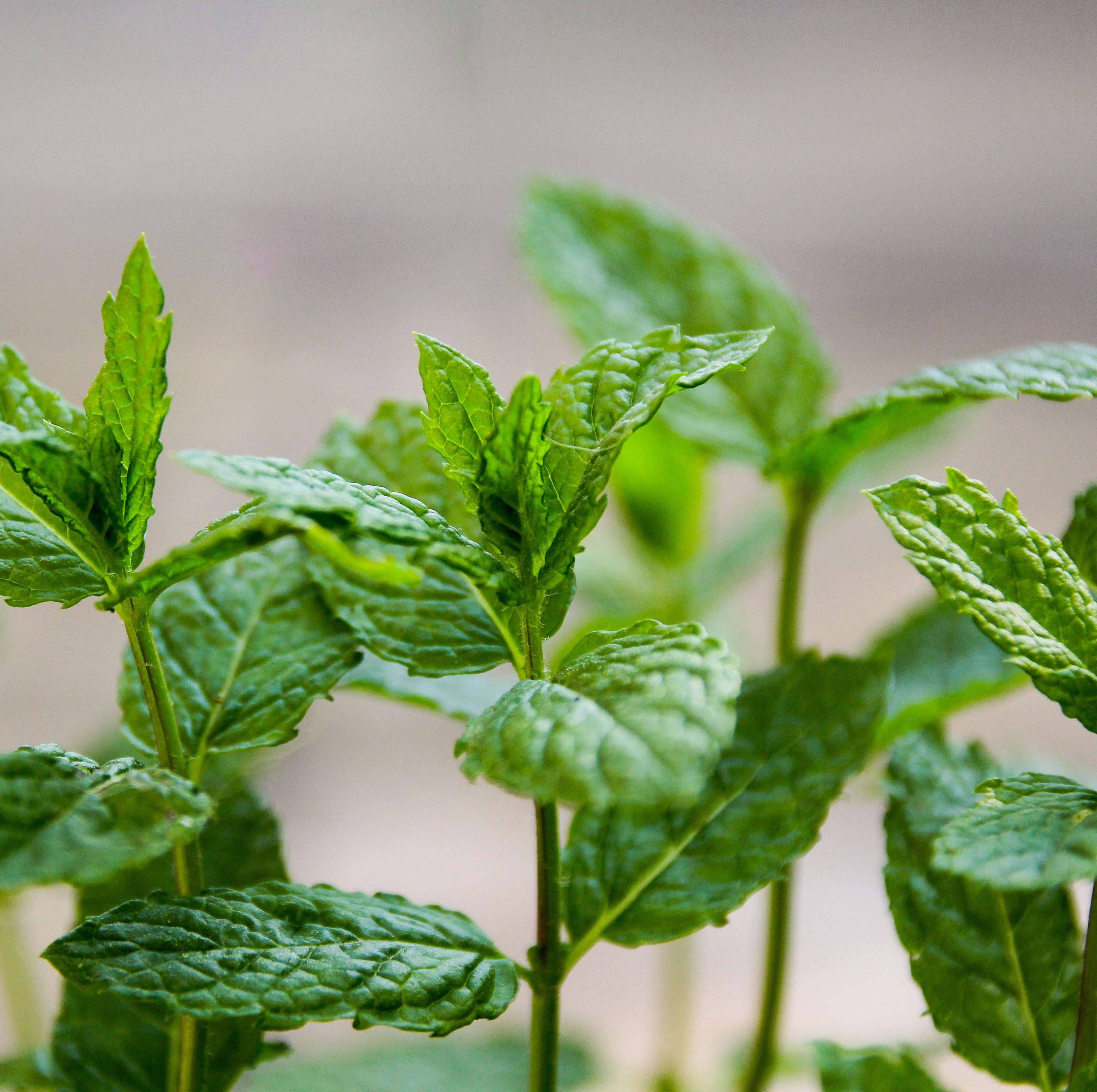 fresh mint plant