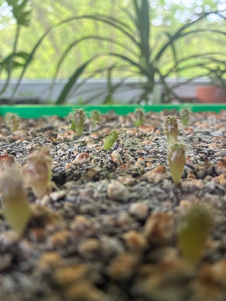 Pach x Peru seedlings