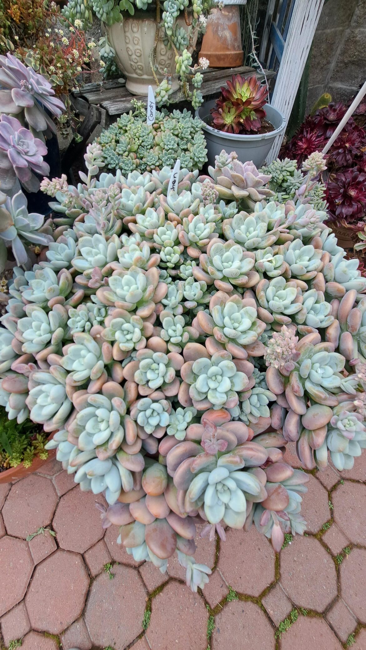 Love the clusterd growth
