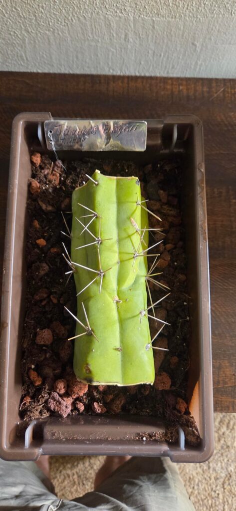 First Log Prop -how are we looking? First Log Prop -how are we looking?