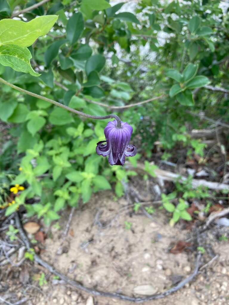 Is this a type of Nightshade?