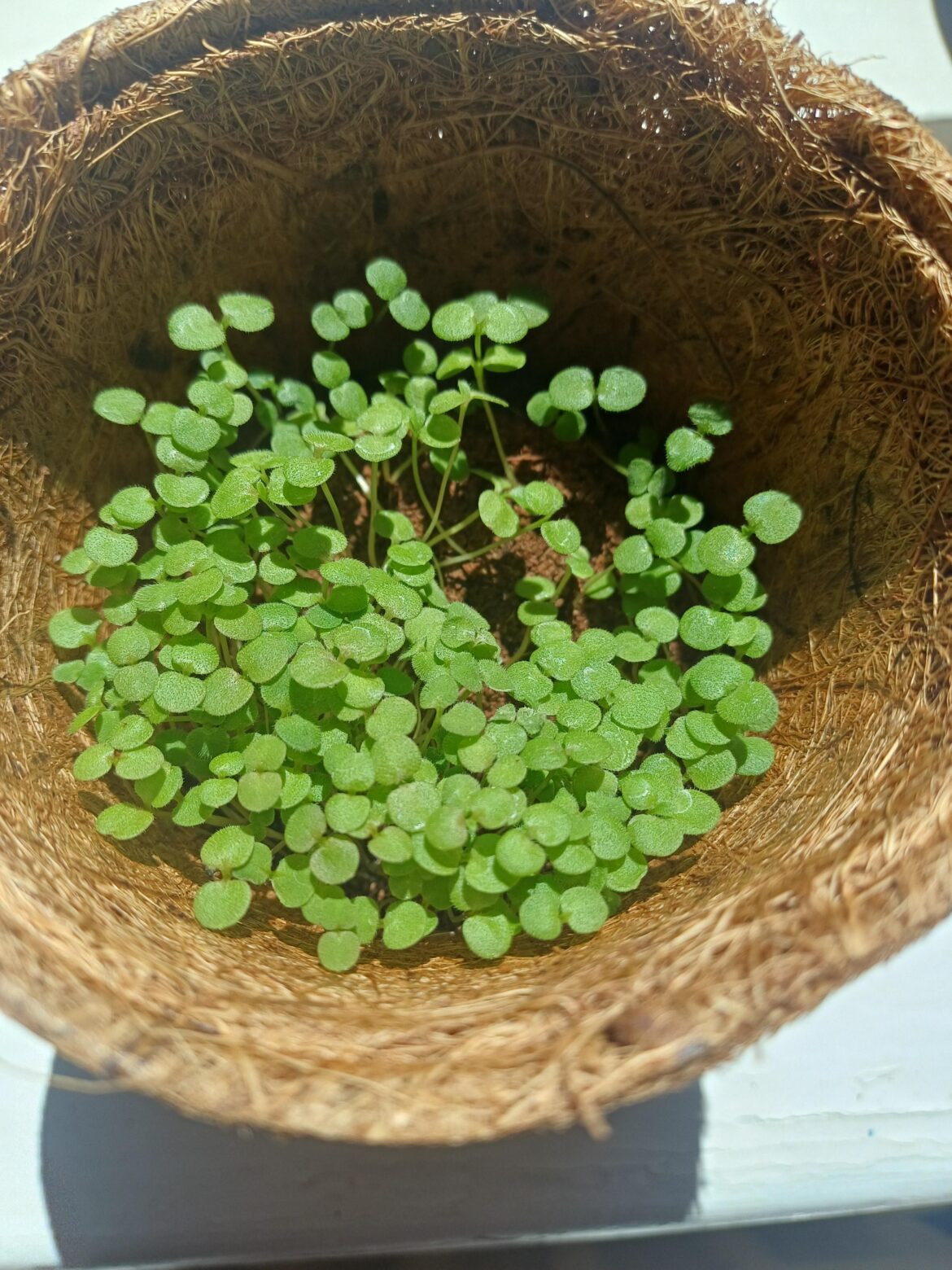 I grew these from a Forget Me Not seed packet and they are obviously not that