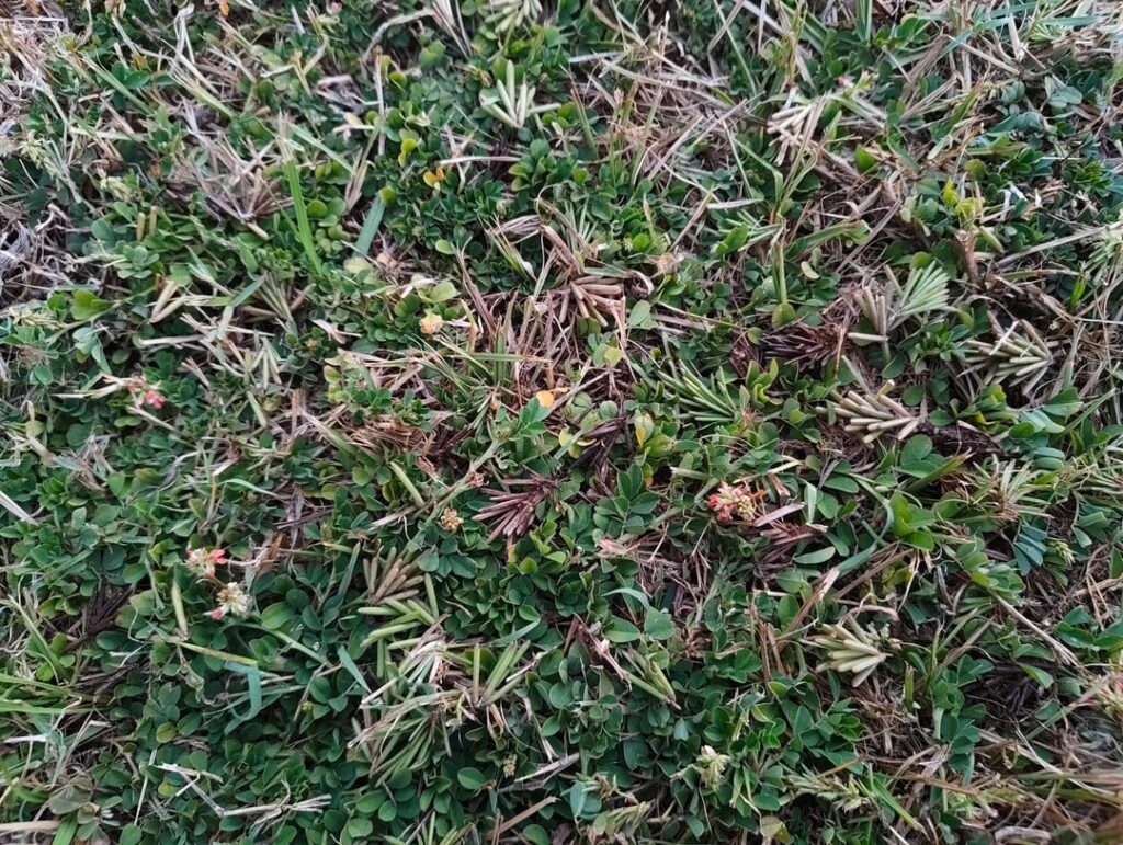 Help me kill this bastard