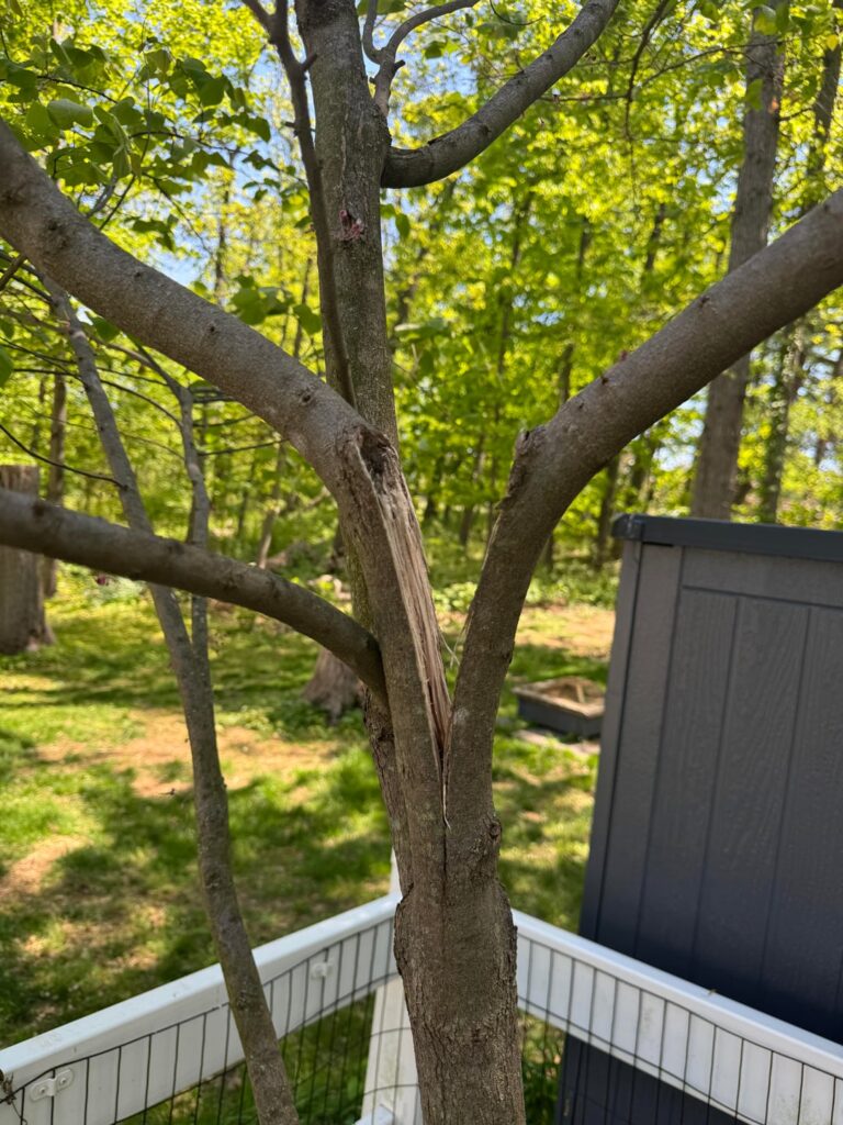Main branch on eastern redbud split. Suggestions?