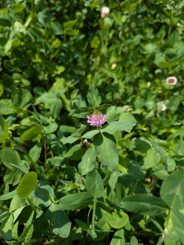 Red, white and crimson clover blooming this week!