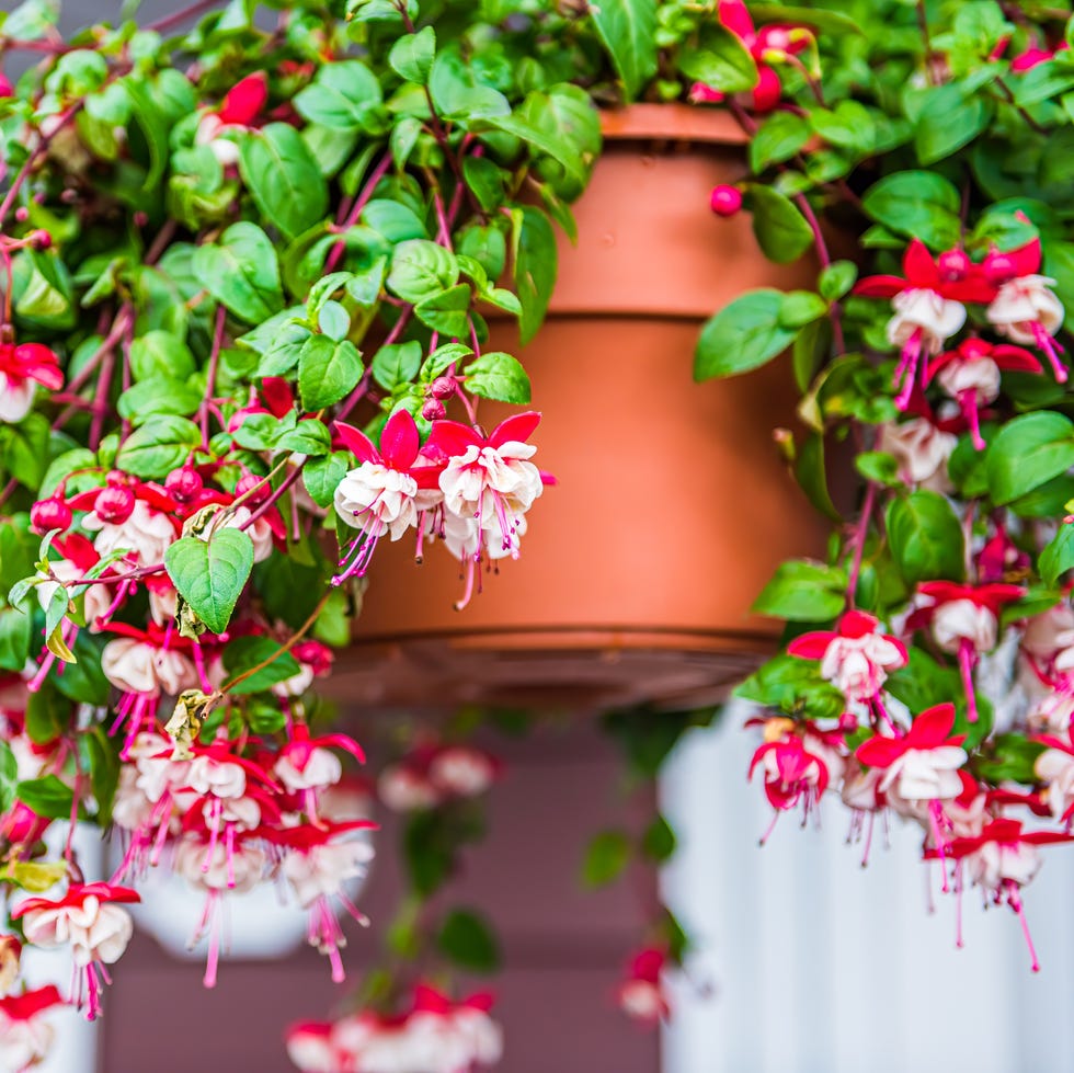 fuchsia plant in hanging basket