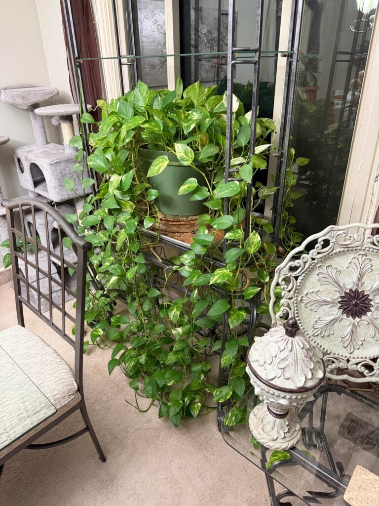 My Grandma’s 30 yr-old Pothos My Grandma's 30 yr-old Pothos
