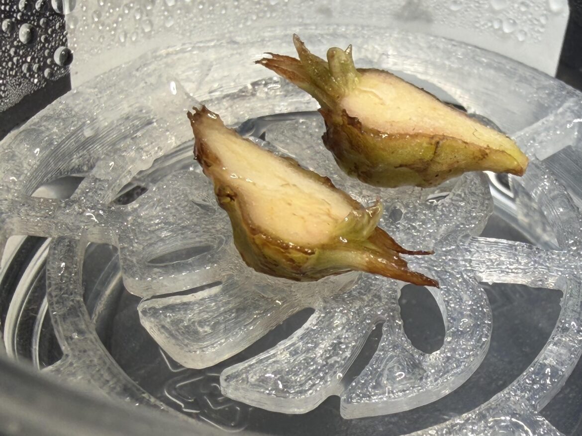 Corm Splitting