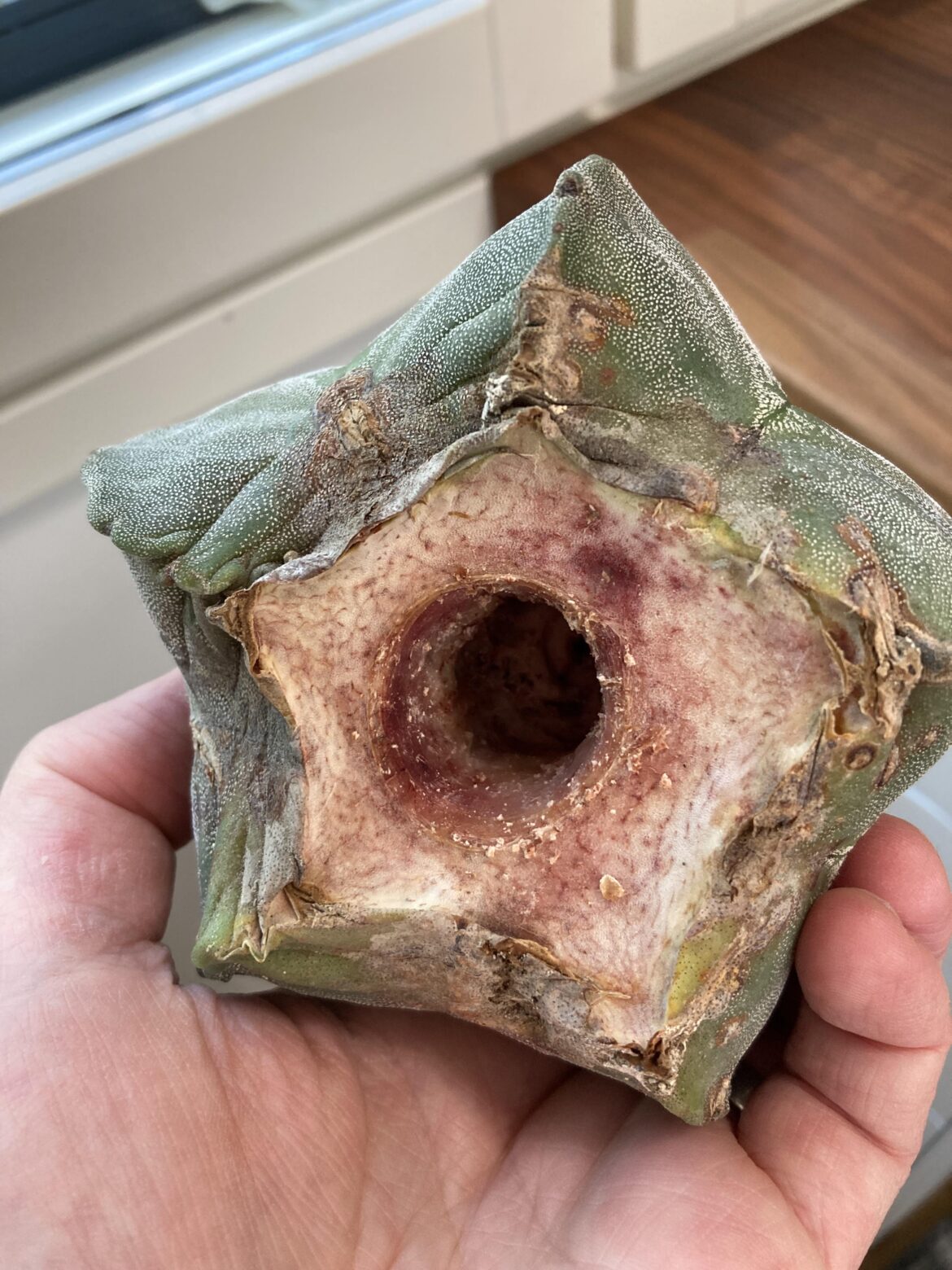 Any point in putting this Astro into soil? Any point in putting this Astro into soil?