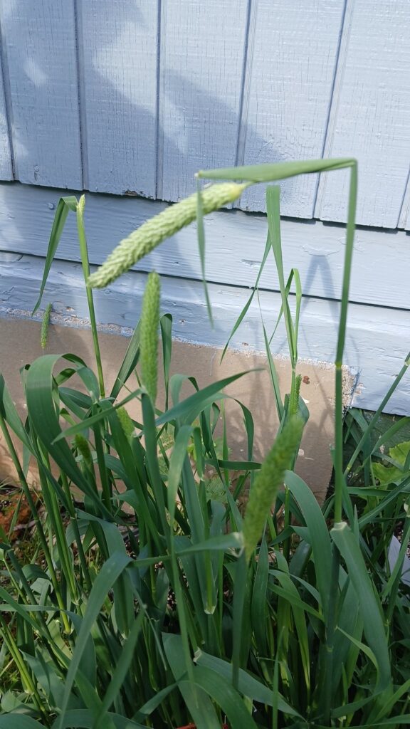 When to harvest P.aquatica seed?
