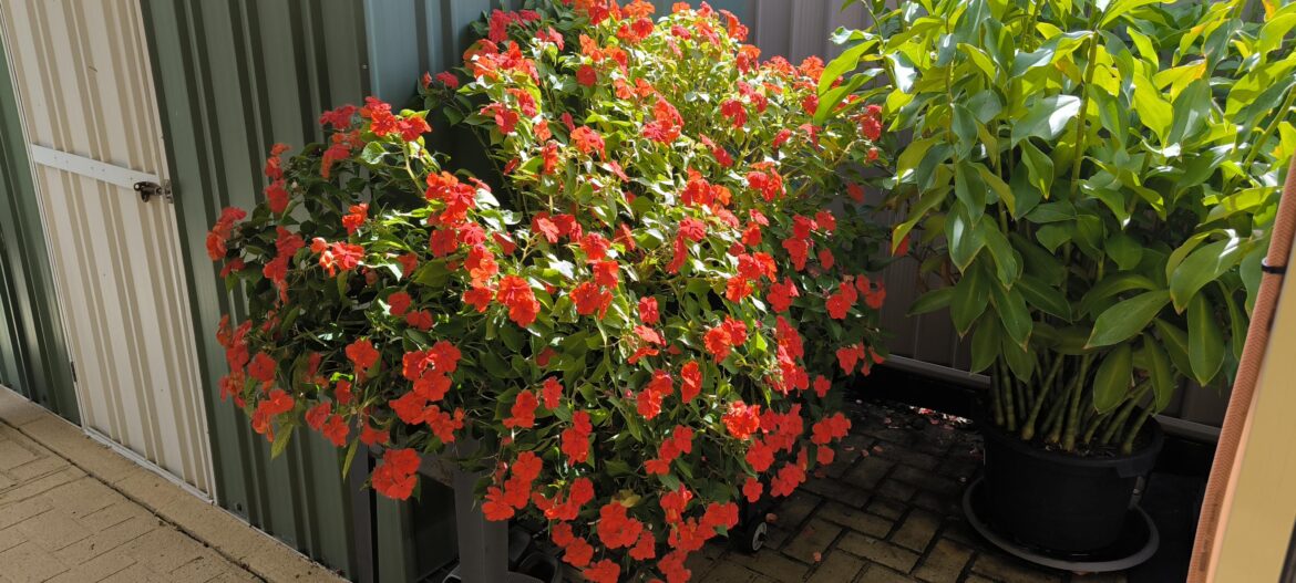 What are these flowers please