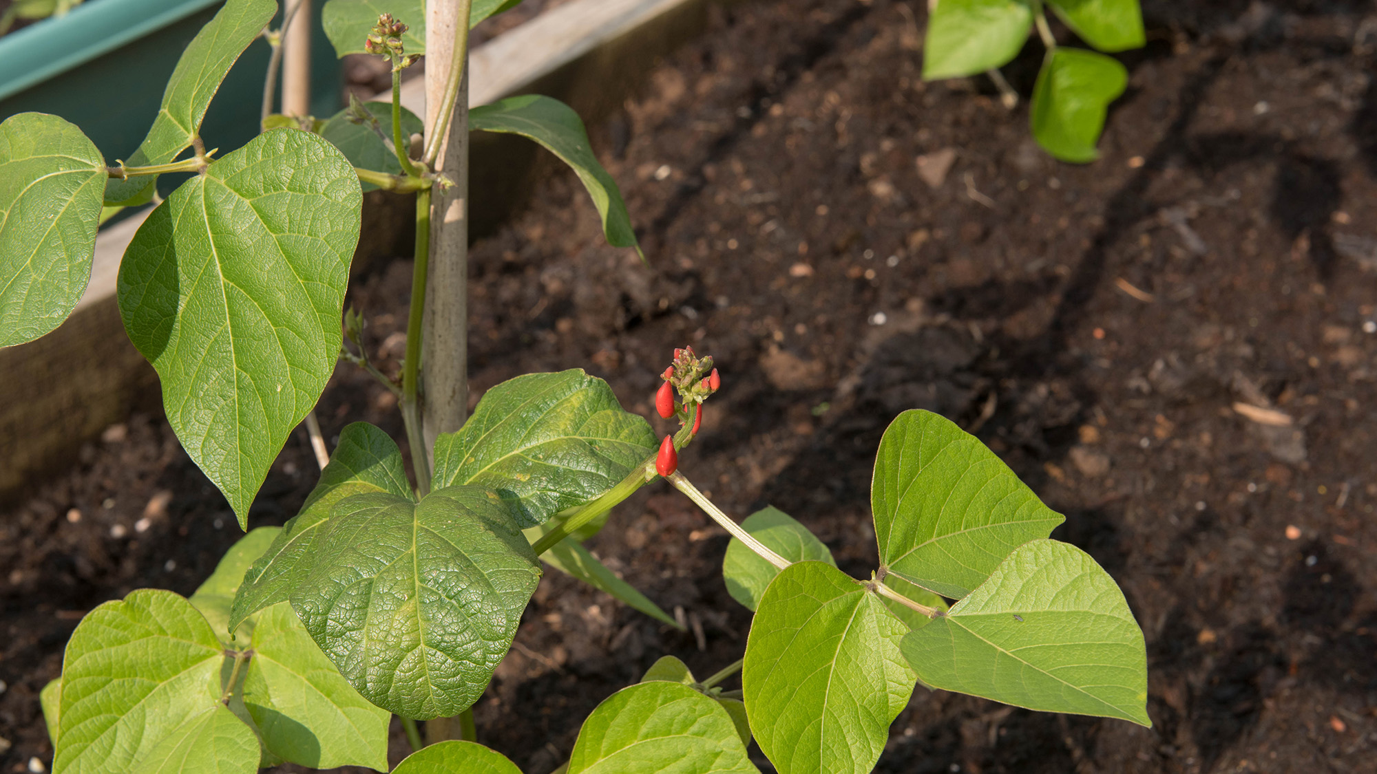 Beans growing up pole