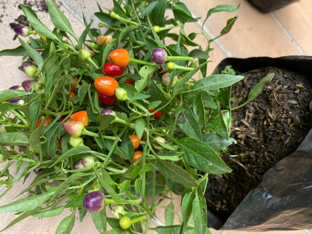 does anyone recognize this pepper?