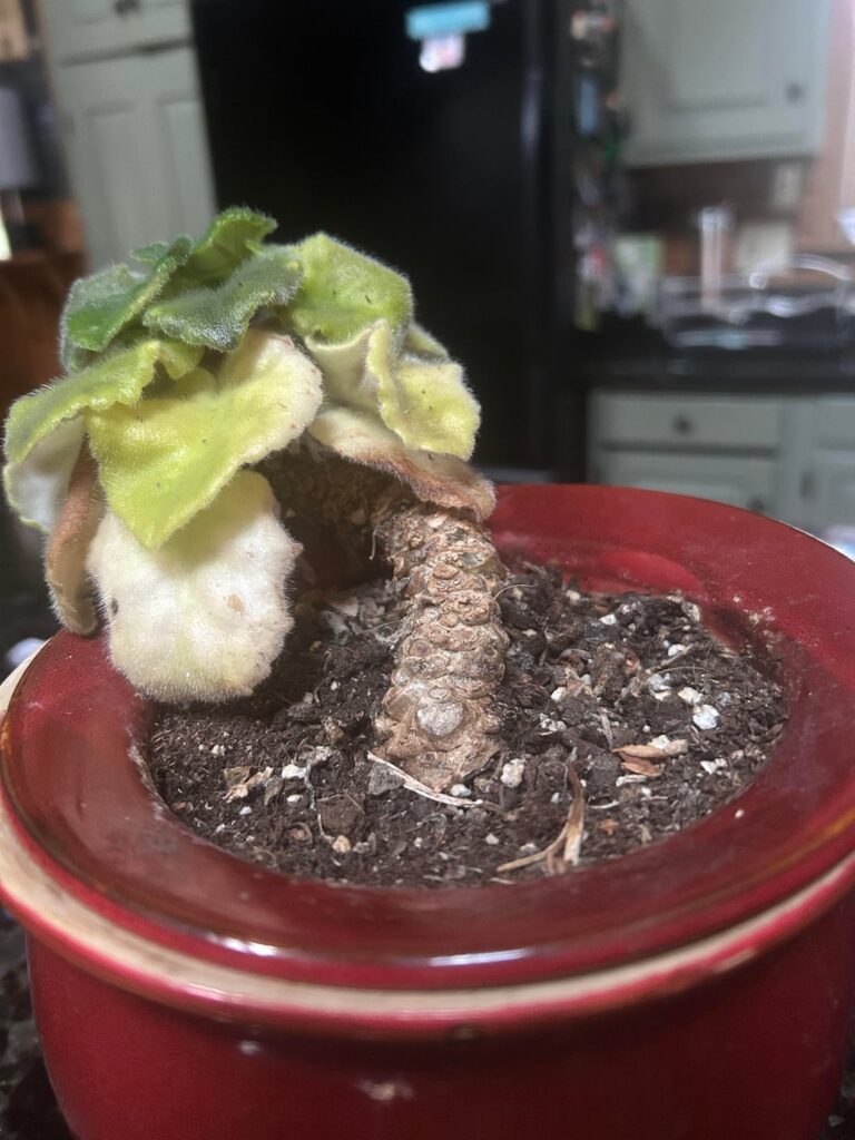 Need advice please. Need advice please.