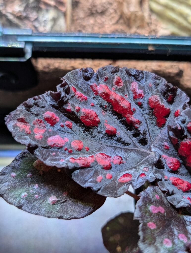 Begonia ID help Begonia ID help