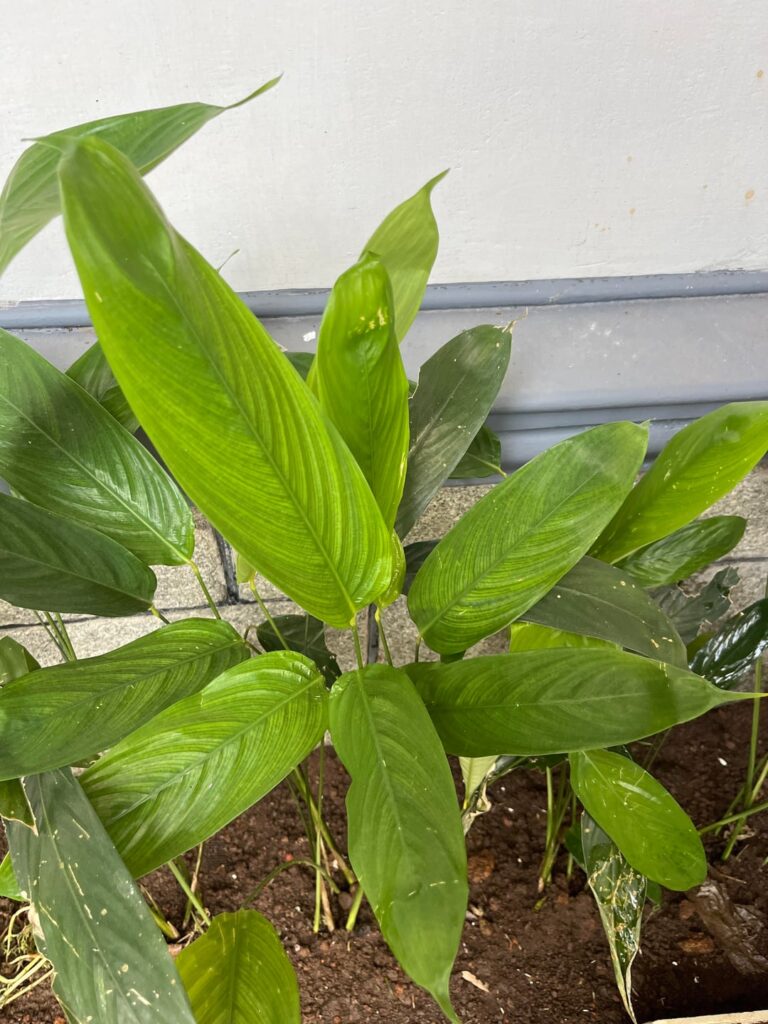 Which is this plant variety? Is this calathea?